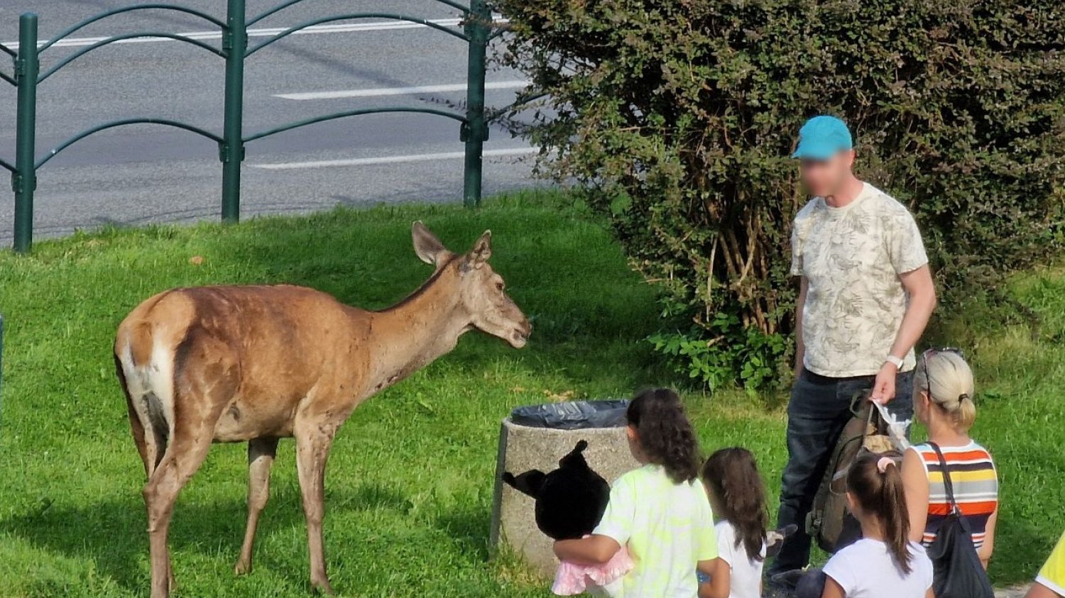 Łania maskotką Zakopanego. Policja i park apelują do turystów