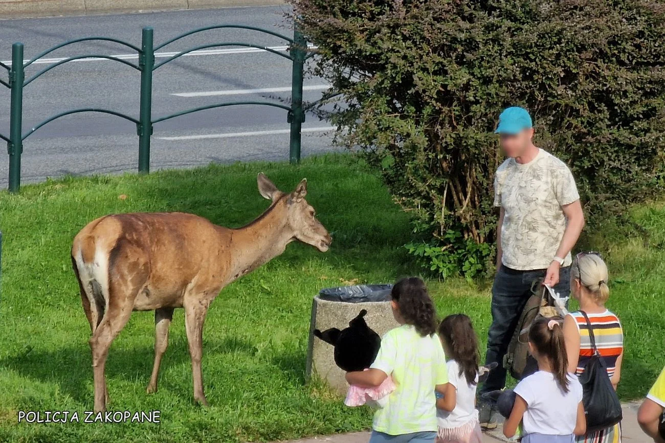 Łania maskotką Zakopanego. Policja i park apelują do turystów