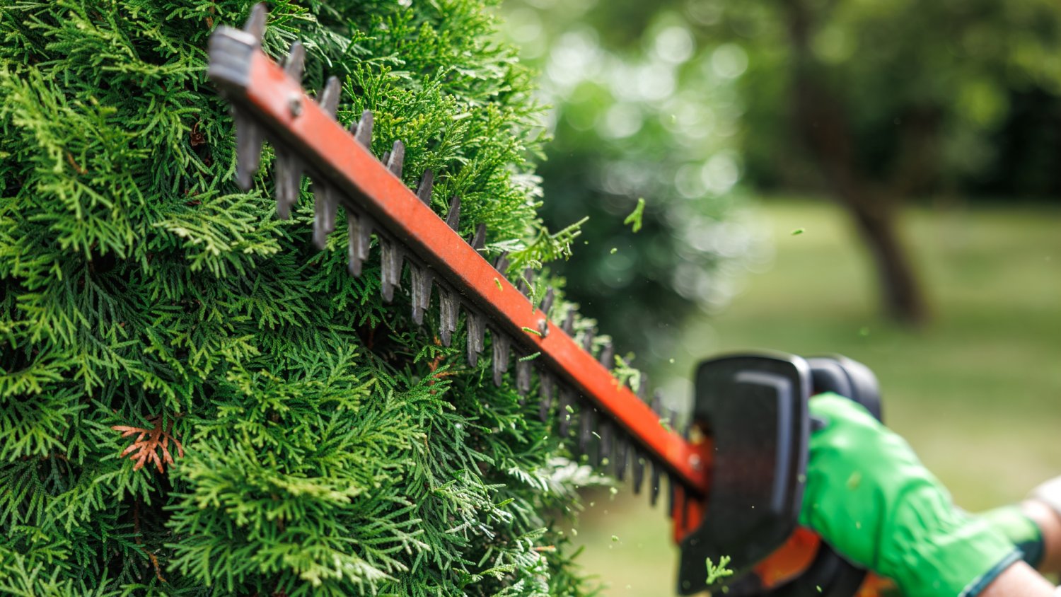 Sąsiad może cię pozwać za tuje. Wiele osób zapomina, że mają limit wzrostu
