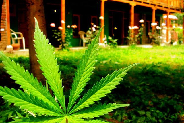 W Nowym Jorku będzie łatwiej o marihuanę?