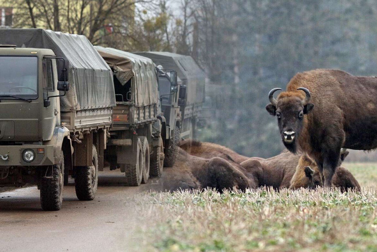 Wojskowa ciężarówka zabiła młodego żubra