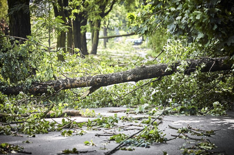 Orkan Ksawery idzie przez Polskę. Służby apelują o ostrożność - silny wiatr przewraca drzewa, zrywa linie elektryczne (zdjęcie poglądowe).