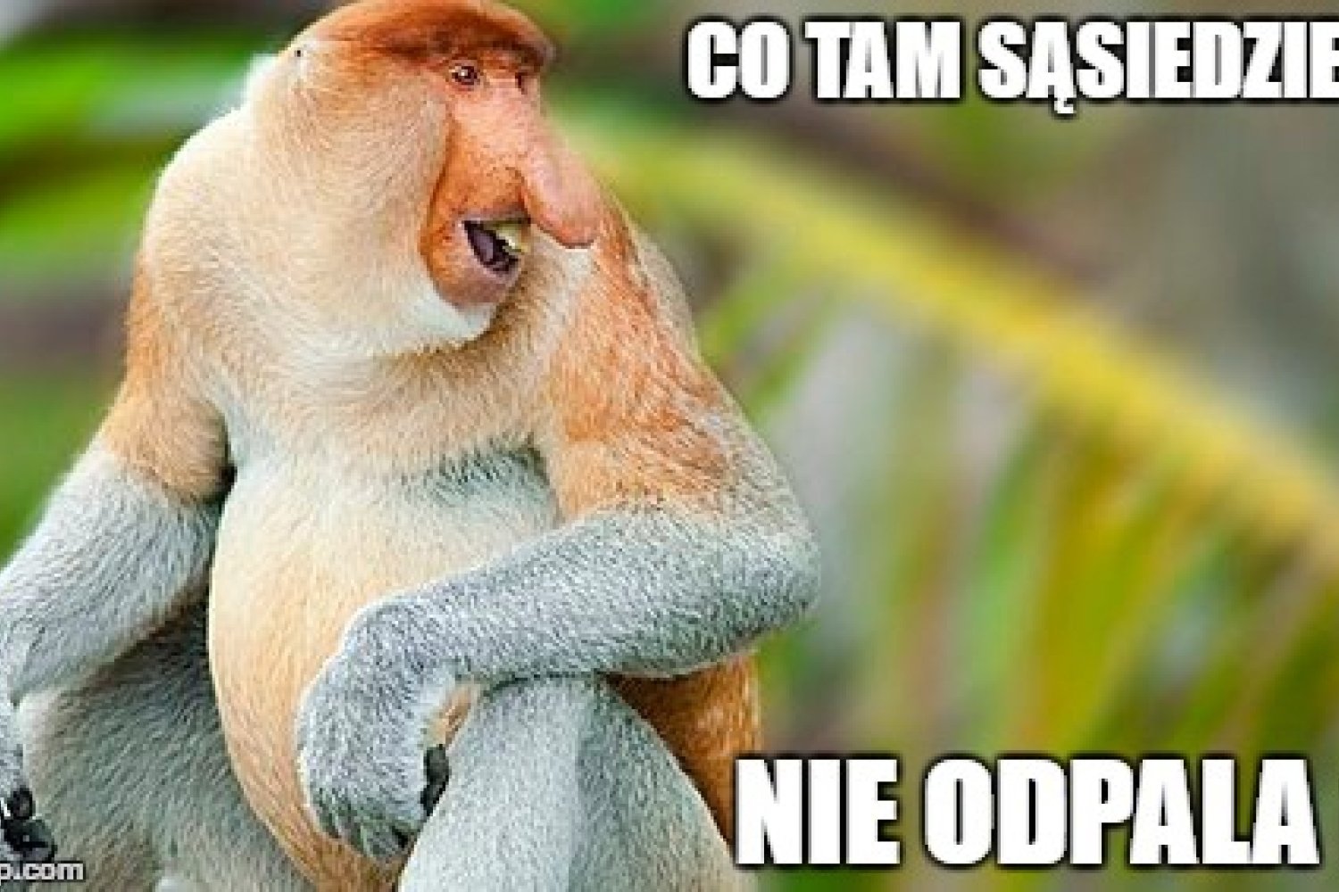 Nosacz sundajski jest bohaterem serii memów wyśmiewających "typowych Polaków". W internecie są setki przeróbek i zabawnych obrazków. Obnażają nasze stereotypowe wady.