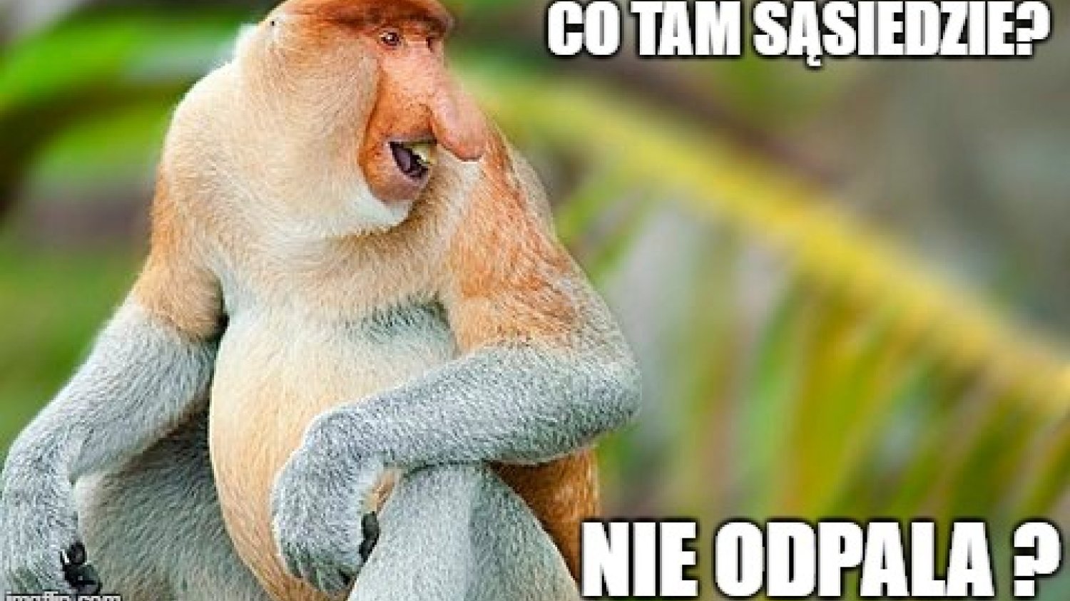 Nosacz sundajski jest bohaterem serii memów wyśmiewających "typowych Polaków". W internecie są setki przeróbek i zabawnych obrazków. Obnażają nasze stereotypowe wady.