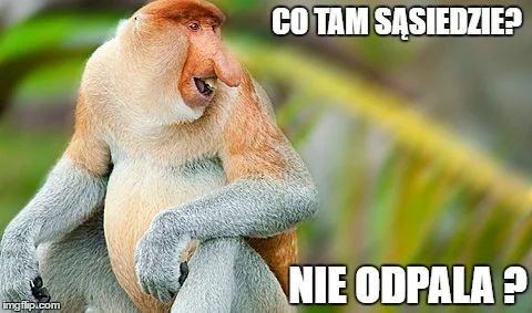 Nosacz sundajski jest bohaterem serii memów wyśmiewających "typowych Polaków". W internecie są setki przeróbek i zabawnych obrazków. Obnażają nasze stereotypowe wady.