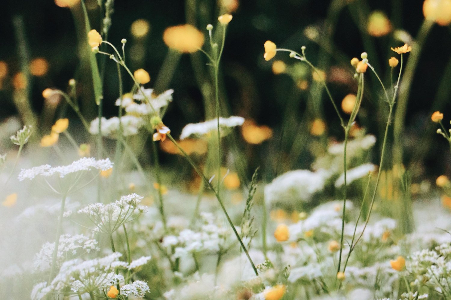 Długoterminowa prognoza pogody na maj. Czy będzie cieplej?
