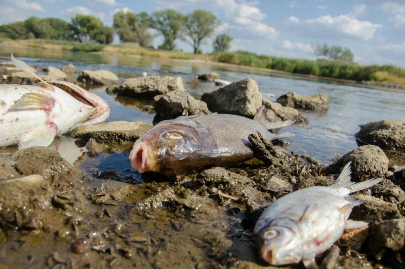 Prawdopodobnie tym skażona jest Odra. Mezytylen zabija zwierzęta wodne i ptaki