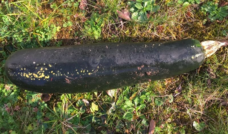 Cukinia, którą policjanci znaleźli w ogrodzie 81-latka.