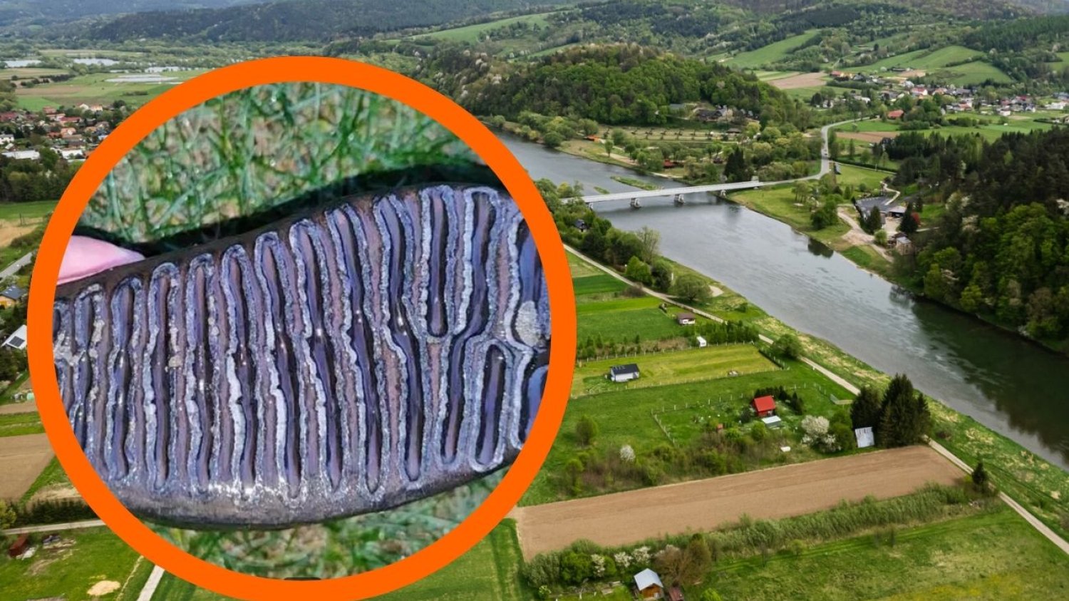 Zaskakujące odkrycie na Podkarpaciu. Znalazł ząb mamuta
