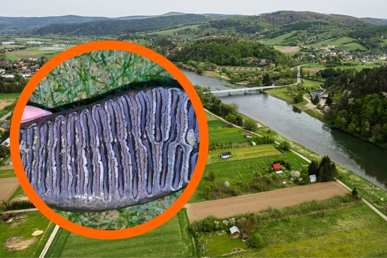 Zaskakujące odkrycie na Podkarpaciu. Znalazł ząb mamuta