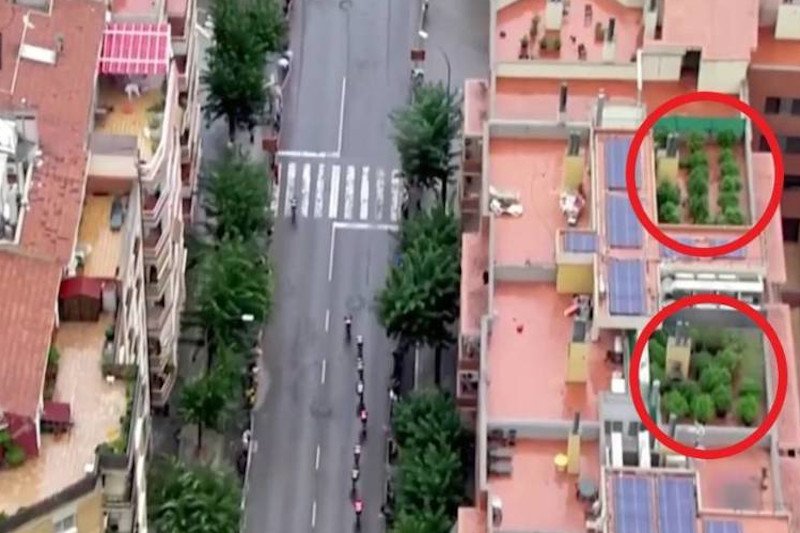 W czasie wyścigu kolarskiego Vuelta a Espana realizator przypadkowo pokazał plantację marihuany na dachu jednego z budynków.
