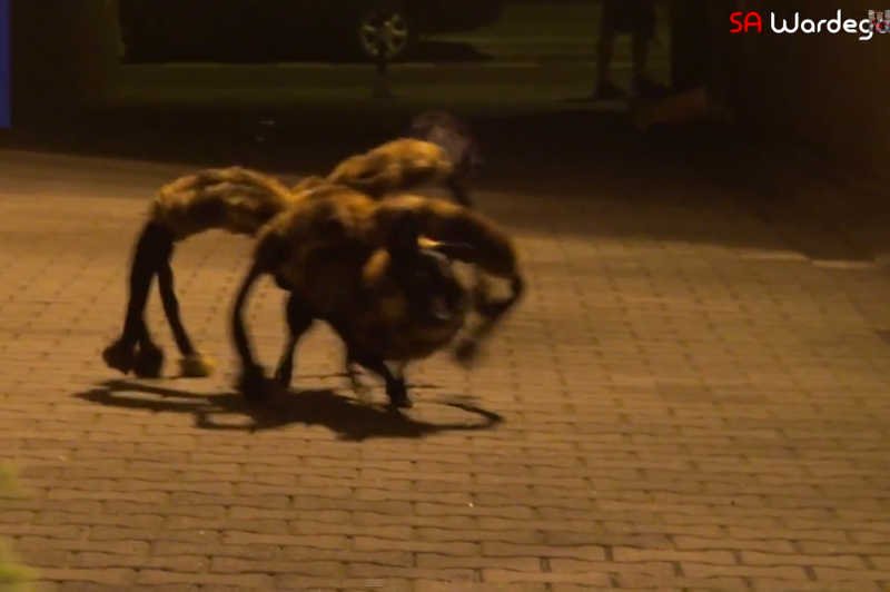 Wardęga straszy wielkim pająkiem.