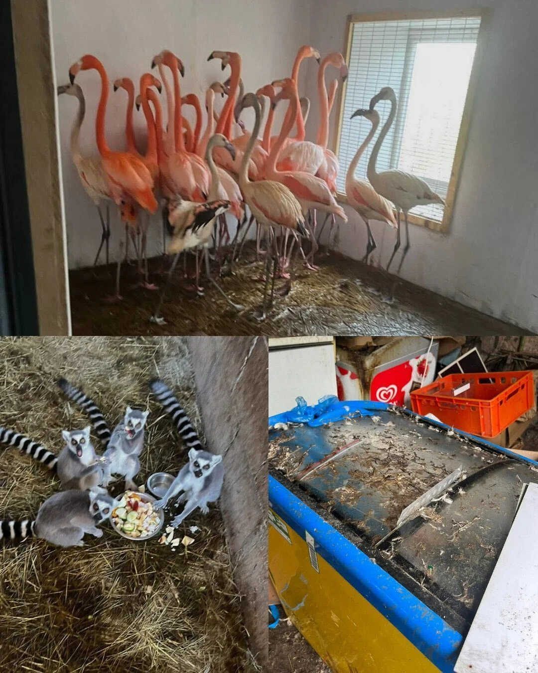 ZOO w Łącznej. Warunki, w jakich żyły zwierzęta.