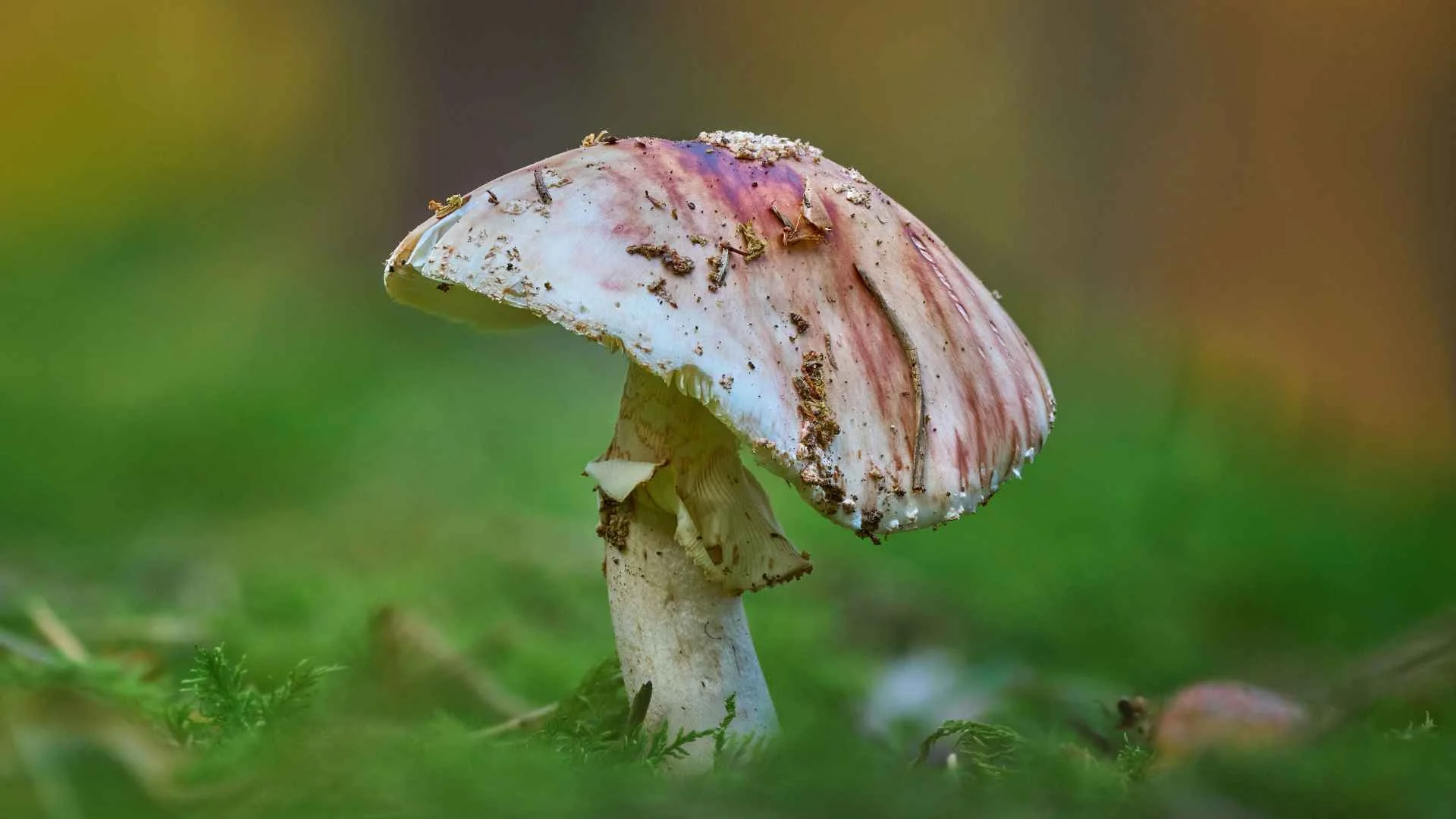 Jadalne grzyby mają groźne sobowtóry. Pomyłka może kosztować zdrowie