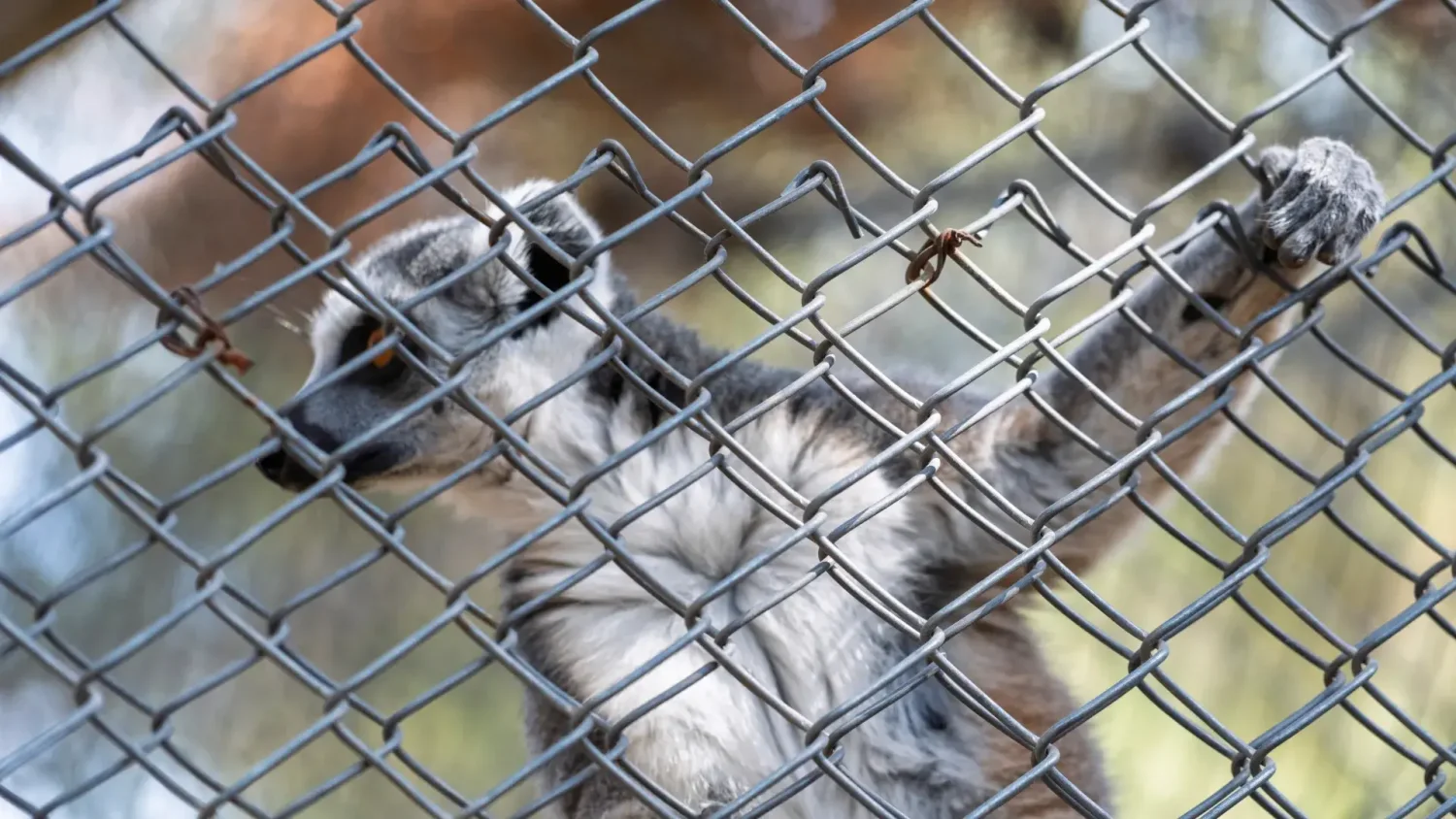 Kulisy afery w ZOO Łączna. Były pracownik opowiedział mi, co miało się dziać za bramą