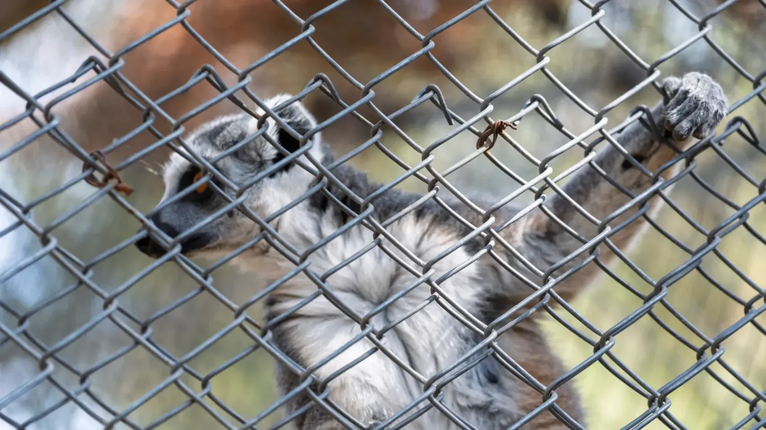 Kulisy afery w ZOO Łączna. Były pracownik opowiedział mi, co miało się dziać za bramą Kulisy afery w ZOO Łączna. Lemury były jedną z głownych atrakcji.