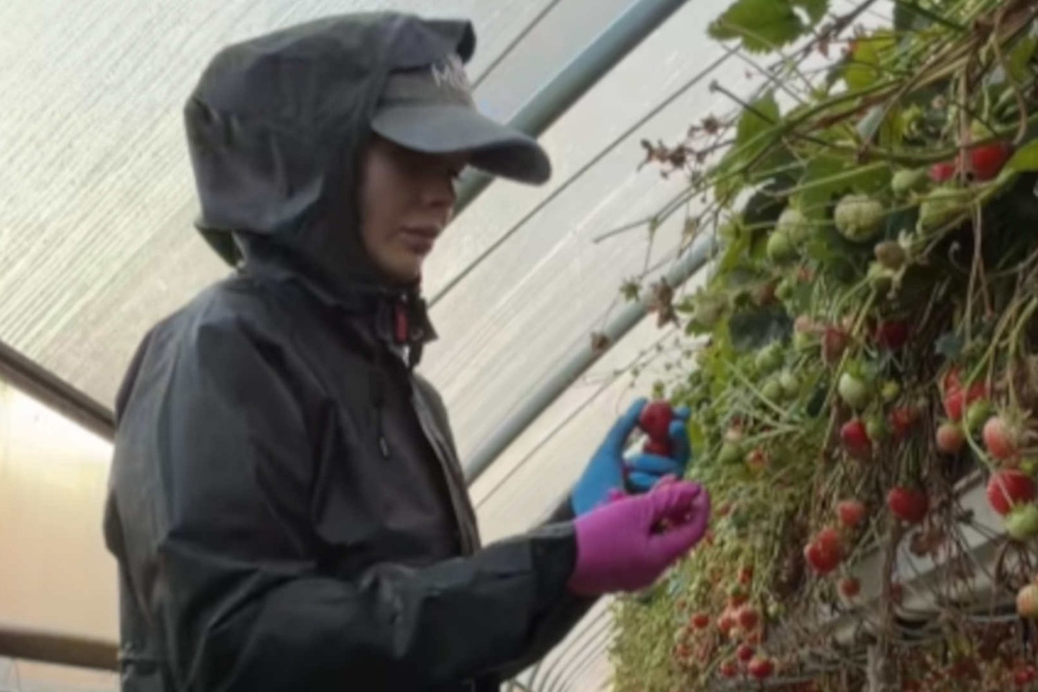 Młoda kobieta w płaszczu zbiera truskawki na plantacji