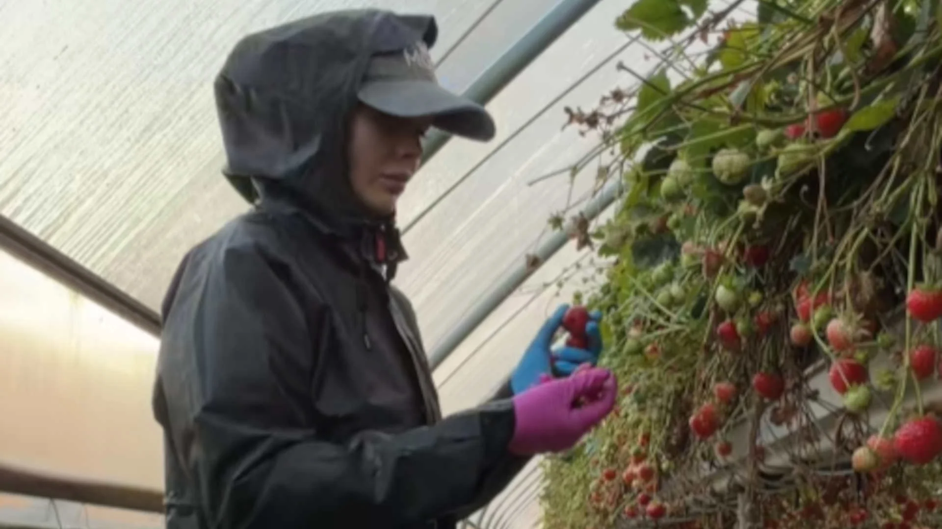 raca sezonowa w Niemczech. Zarobki za zbiory truskawek w 2026 Młoda kobieta w płaszczu zbiera truskawki na plantacji