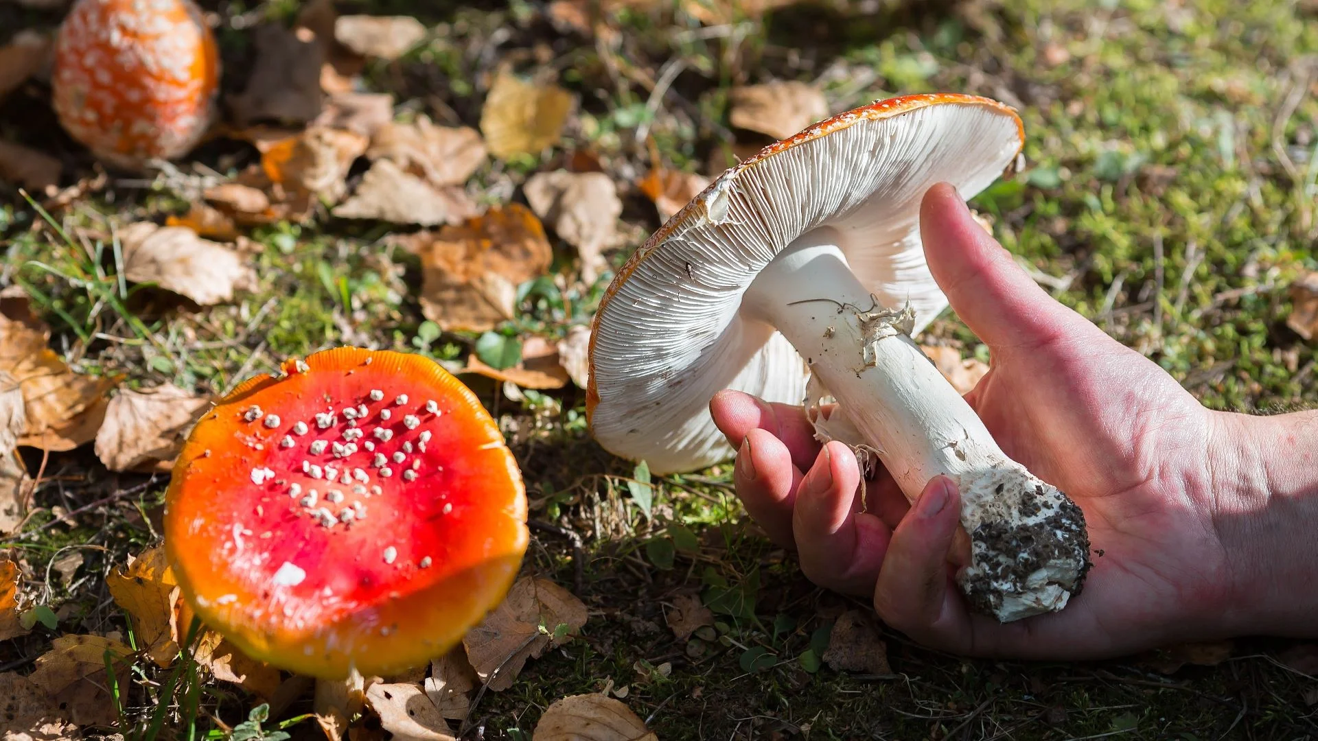 Suszą muchomory, bo wierzą, iż to je "odtruwa". Naukowcy mają złe wieści