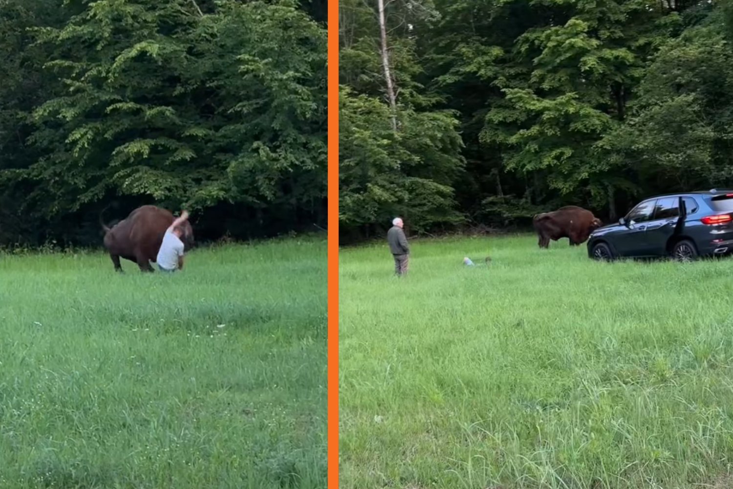 Turysta zignorował ważną zasadę w Białowieży. Żubr nie dał mu drugiej szansy po lewej, atak żubra na mężczyznę, po prawej, odstraszenie zwierzęcia samochodem.