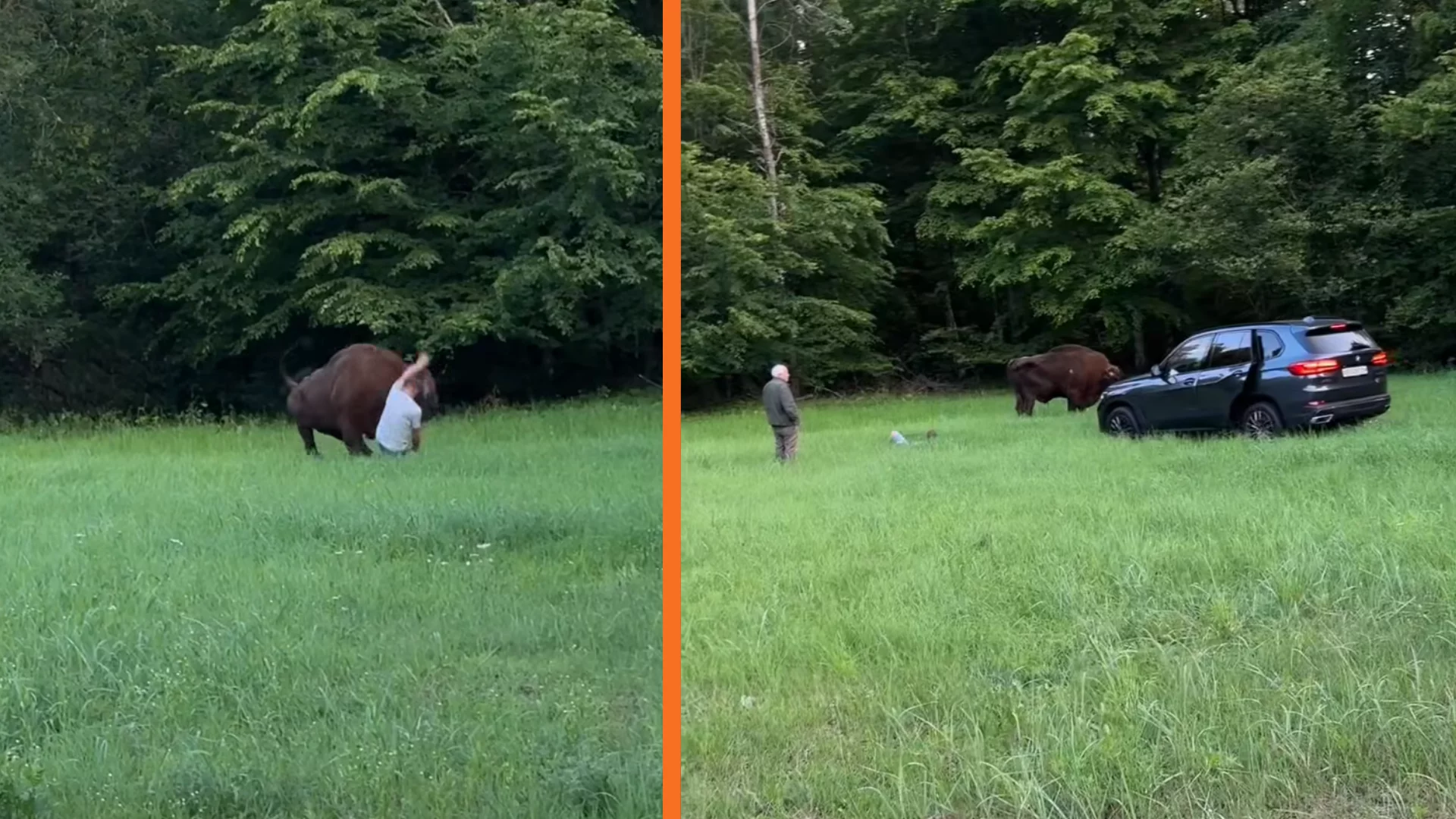 Turysta zignorował istotną zasadę w Białowieży. Żubr nie dał mu drugiej szansy
