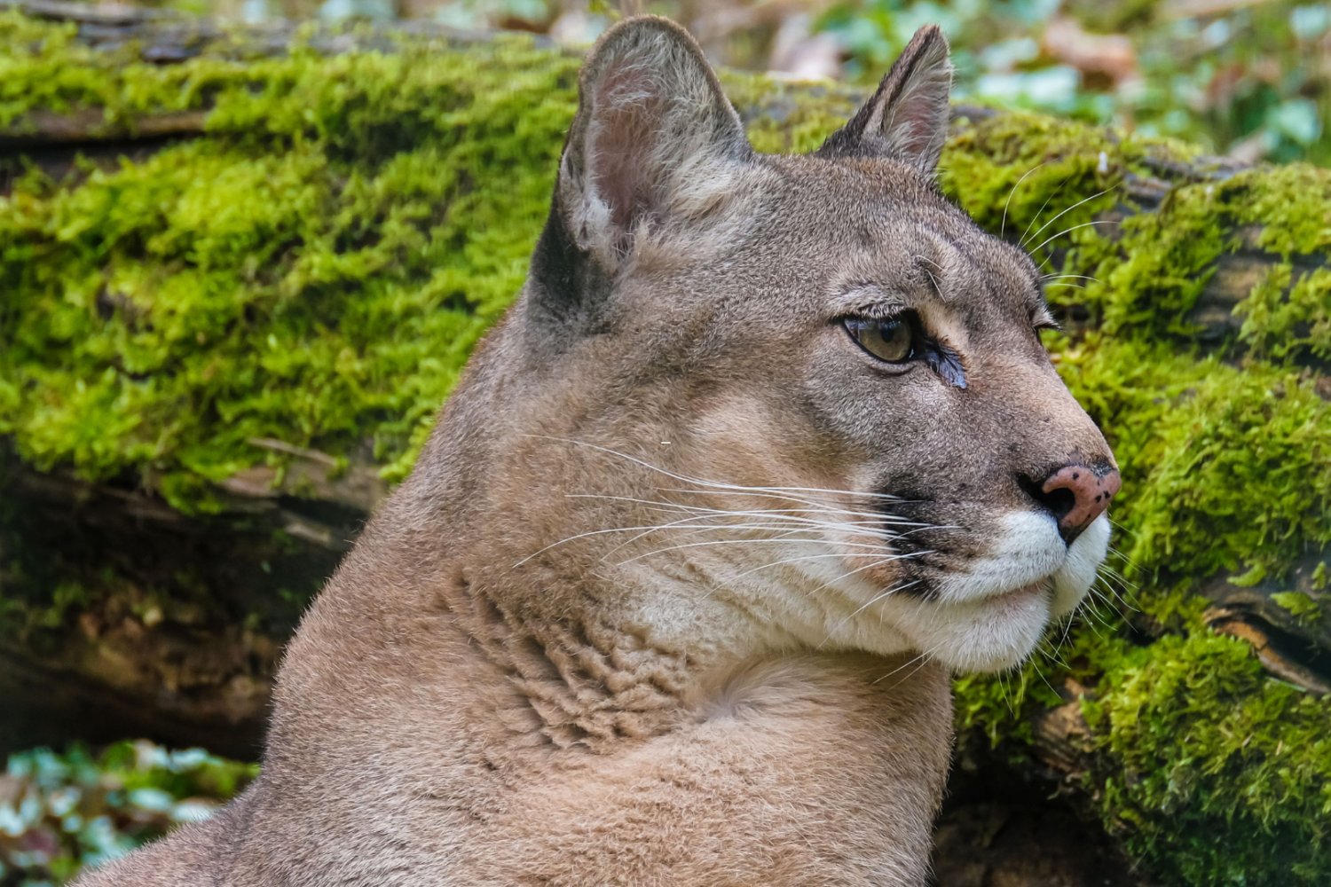 puma