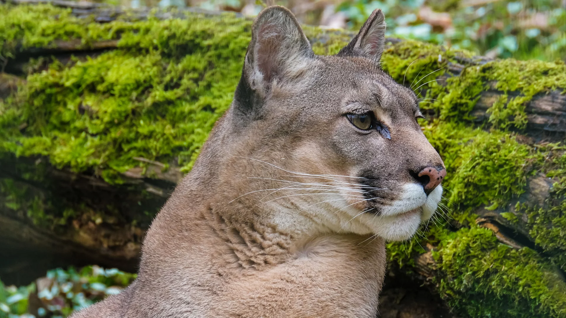 Puma grasuje na Mazowszu. Władze apelują o jedno, najbardziej boją się o dzieci