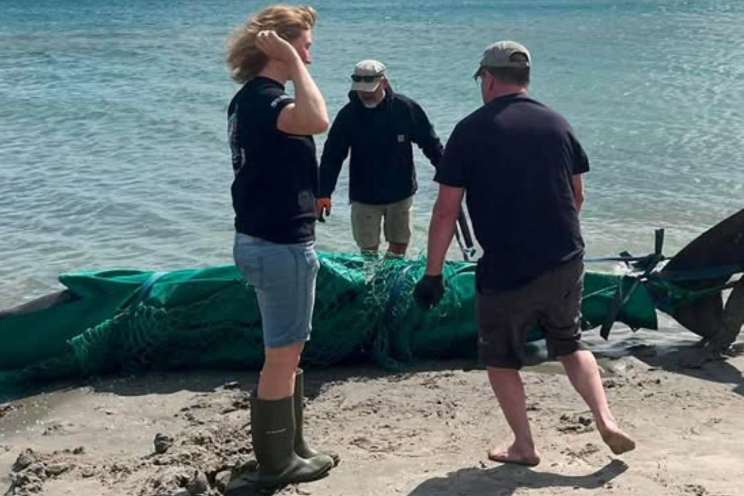 Rekin gigant wylegiwał się na plaży nad Bałtykiem. Badacze przecierali oczy ze zdziwienia Rekin gigant na plaży nad Bałtykiem