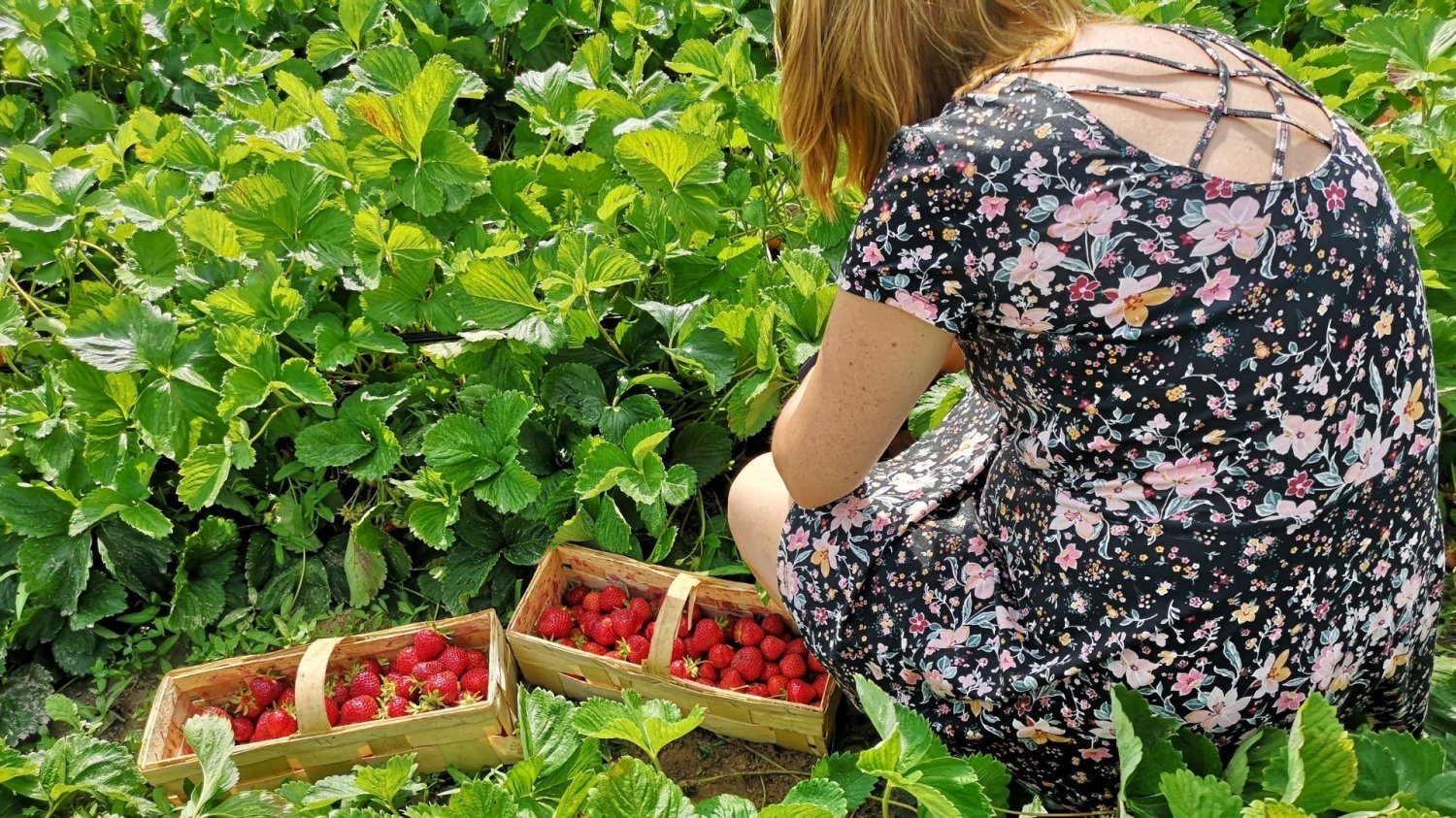 Kobieta zbiera truskawki na polu Kobieta zbiera truskawki na polu