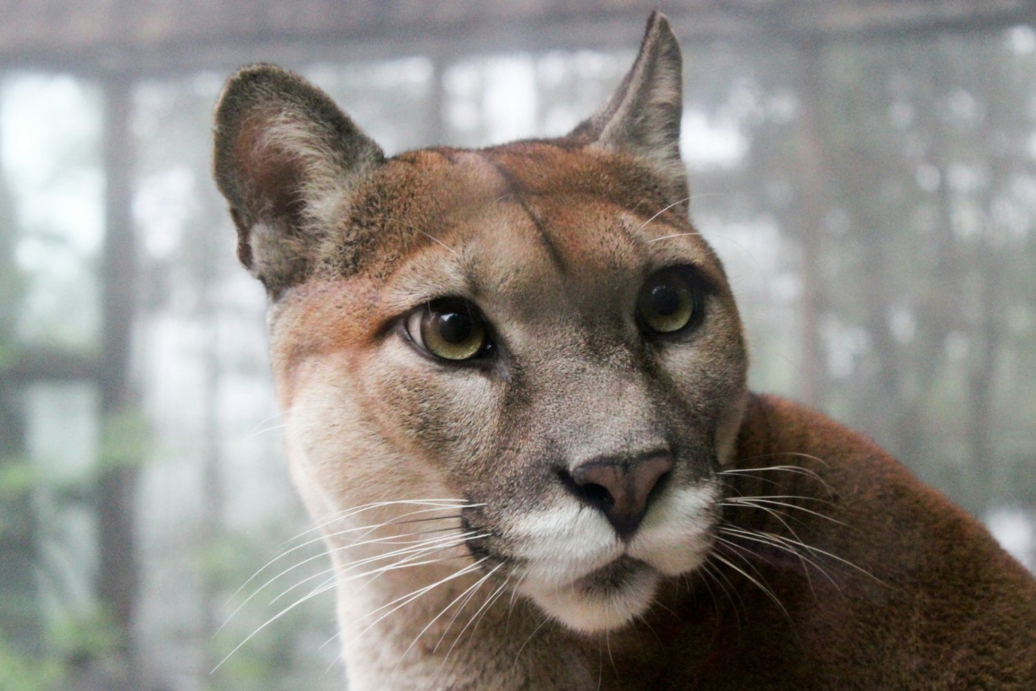 zaskoczona puma