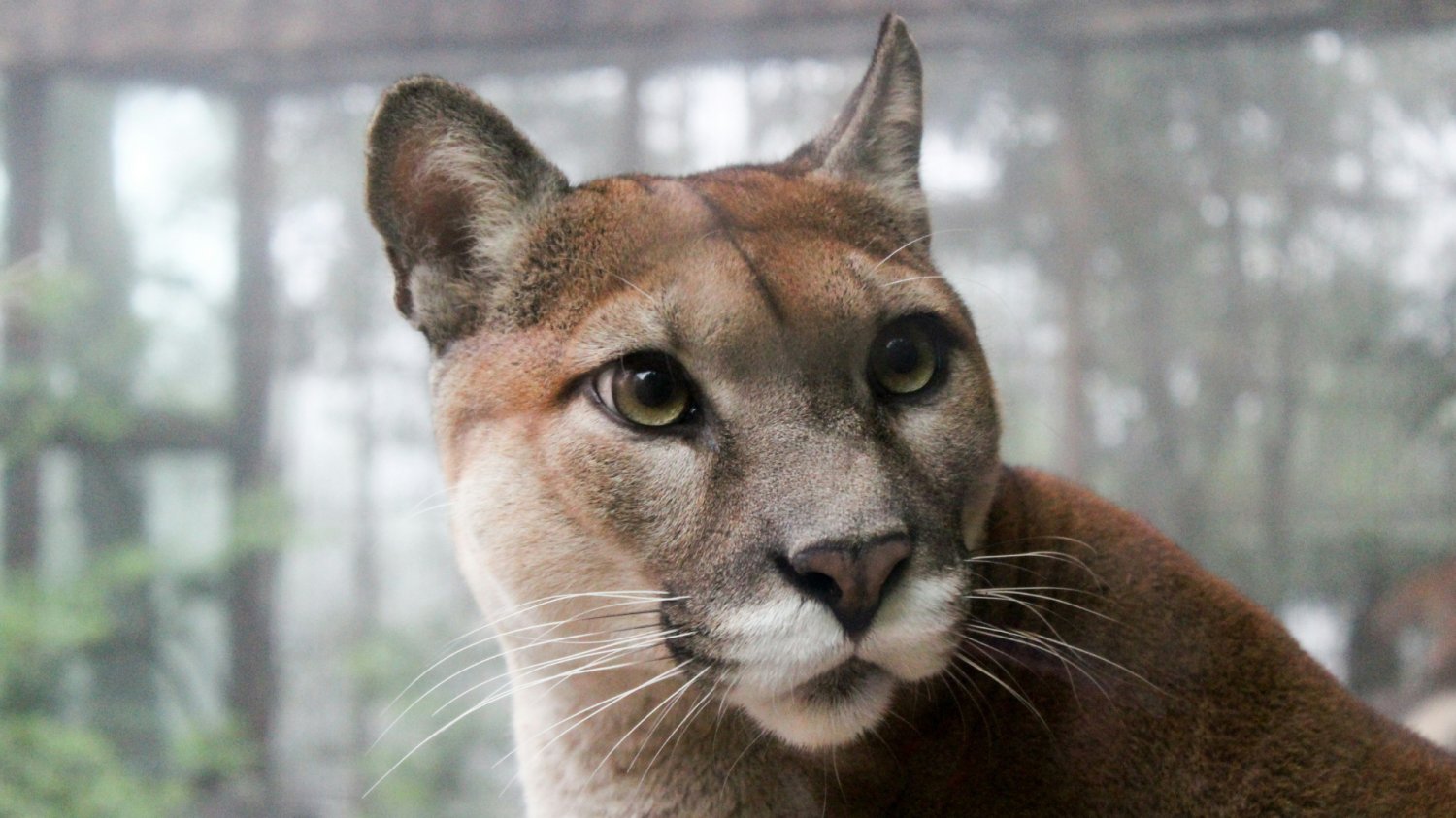 zaskoczona puma