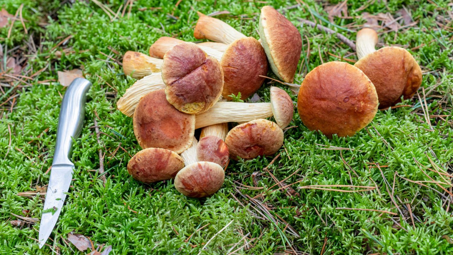 Nowy grzyb przejmuje lasy. Wygląda jak prawdziwek, ale jednego mu brakuje