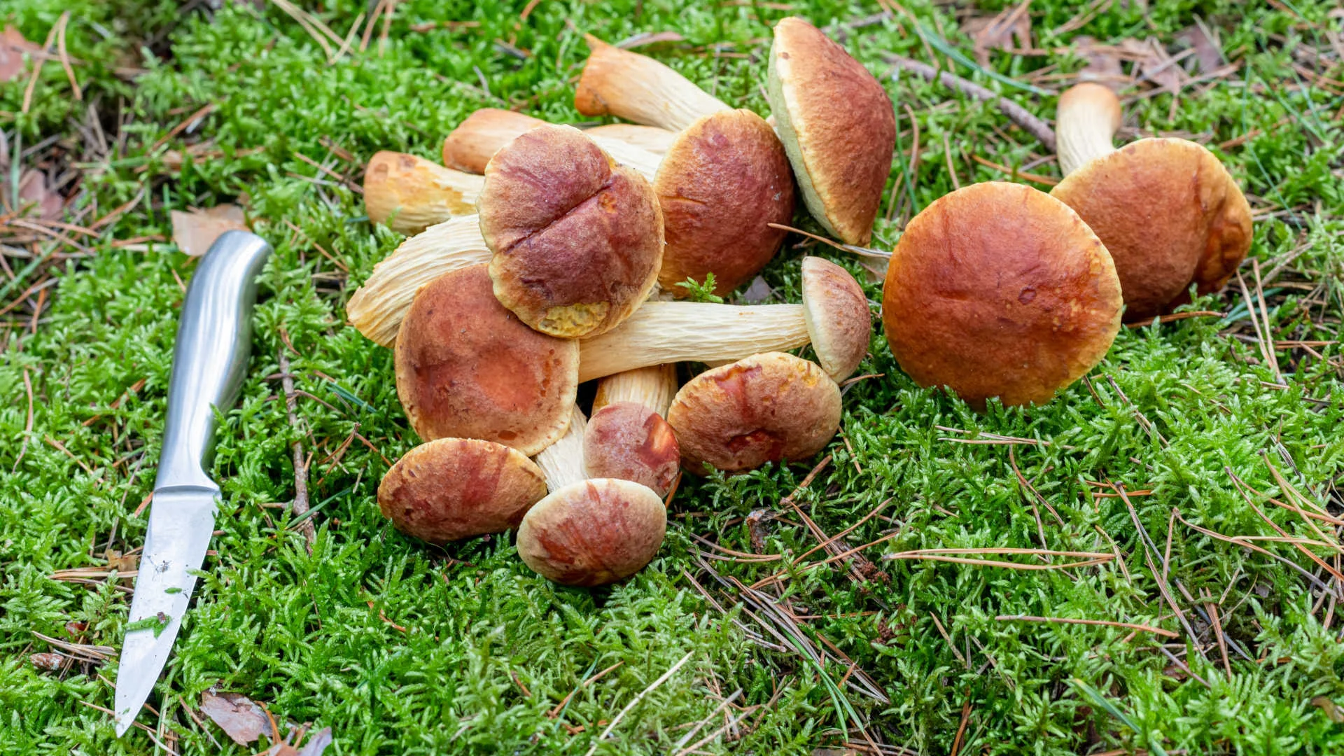 Nowy grzyb przejmuje lasy. Wygląda jak prawdziwek, ale jednego mu brakuje