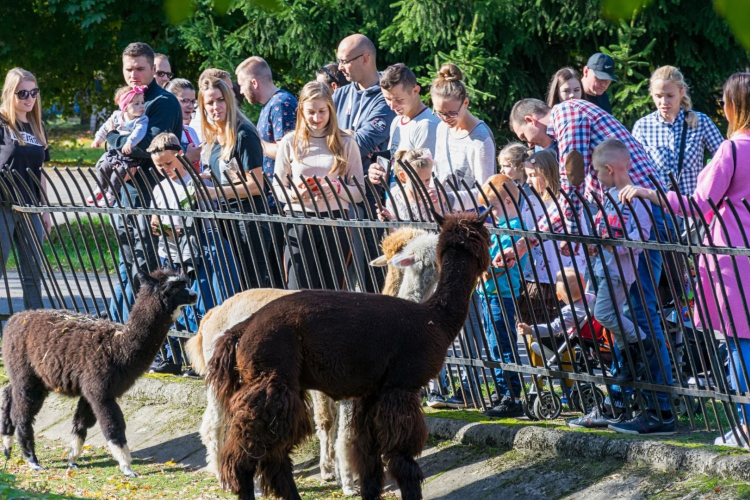 Zoo w Warszawie reaguje po tym, jak ludzie rzucali w goryla Zoo w Warszawie zamyka goryla przez ludzi