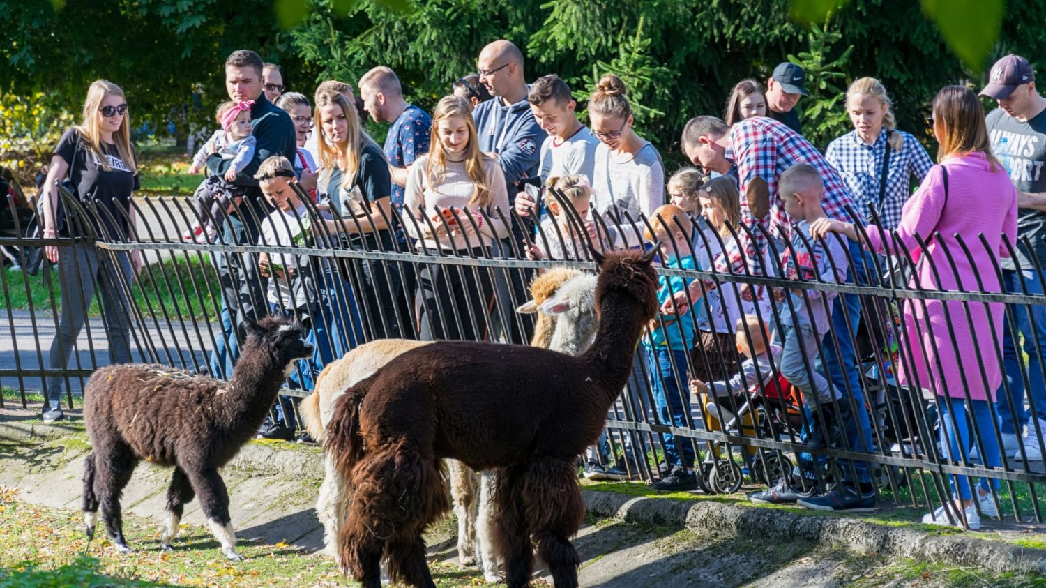 Zoo w Warszawie zamyka goryla przez ludzi